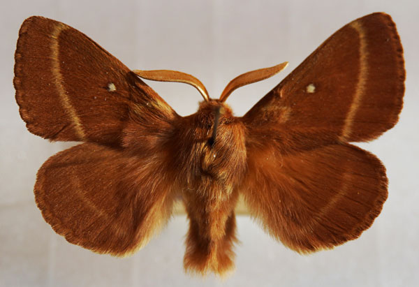 /filer/webapps/moths/media/images/T/trifolii_Lasiocampa_AM_Stroehle_04.jpg