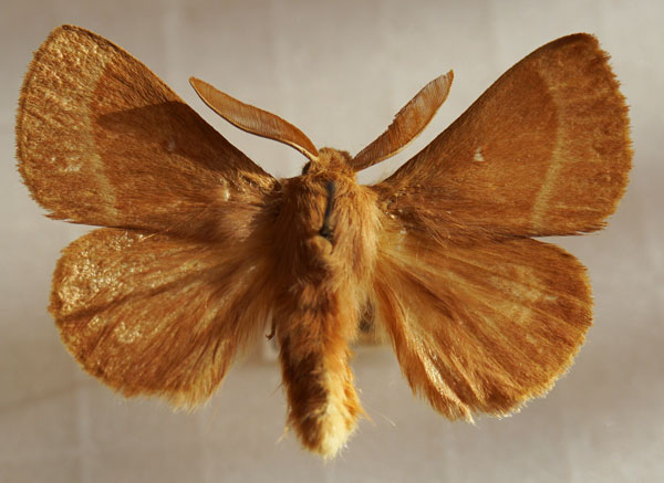 /filer/webapps/moths/media/images/T/trifolii_Lasiocampa_AM_Stroehle_05.jpg