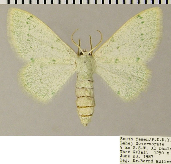 /filer/webapps/moths/media/images/T/triforma_Hemidromodes_AF_ZSM.jpg