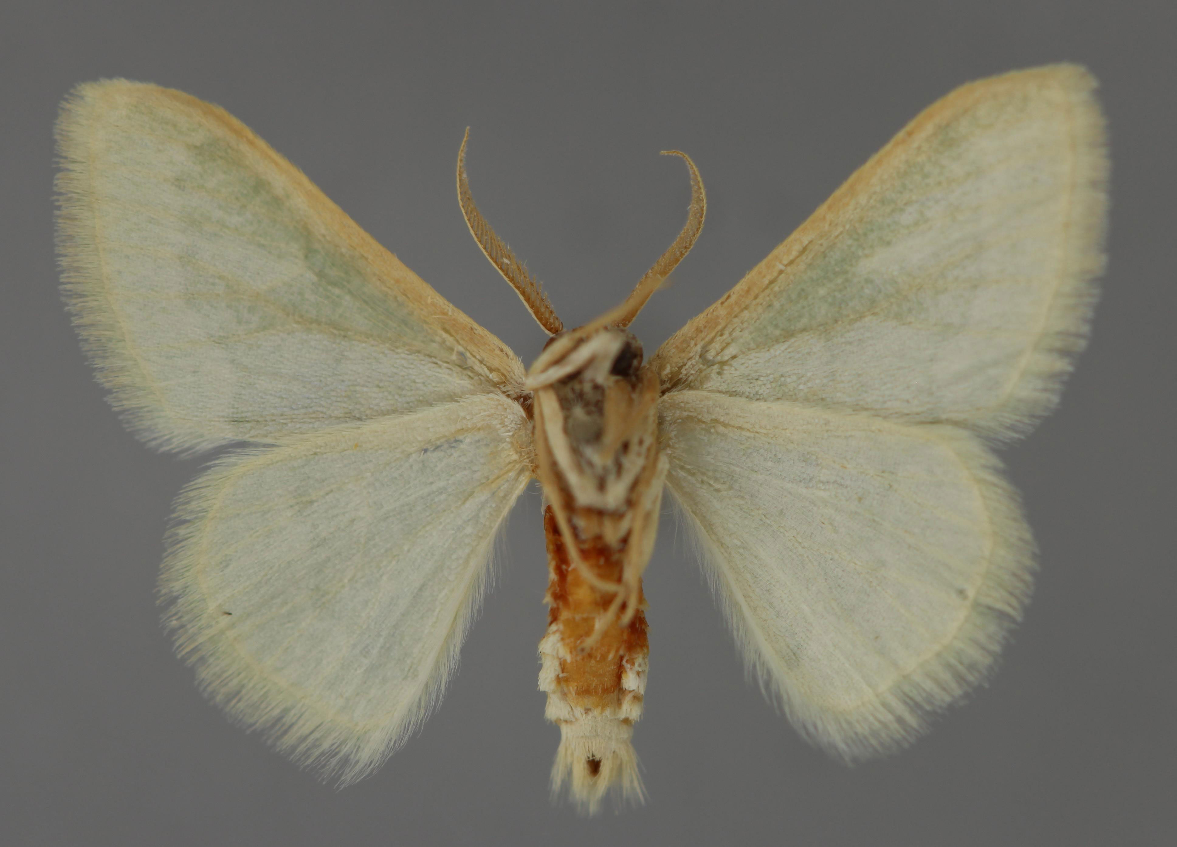 /filer/webapps/moths/media/images/T/triforma_Hemidromodes_A_ZSM_02.jpg