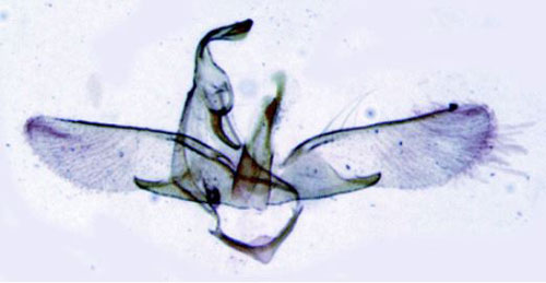 /filer/webapps/moths/media/images/T/trigella_Gelechia_GMHT_SNHM_2885.jpg