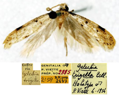 /filer/webapps/moths/media/images/T/trigella_Gelechia_HT_SNHMa.jpg