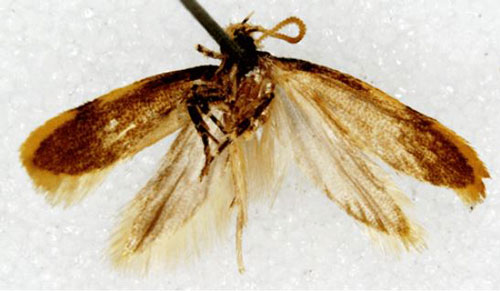 /filer/webapps/moths/media/images/T/trigella_Gelechia_HT_SNHMb.jpg