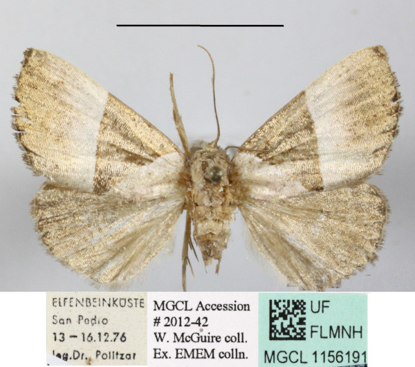 /filer/webapps/moths/media/images/T/trigonica_Neonegeta_A_MGCLa_01.JPG