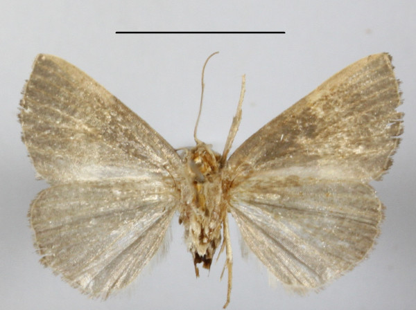 /filer/webapps/moths/media/images/T/trigonica_Neonegeta_A_MGCLb_01.JPG