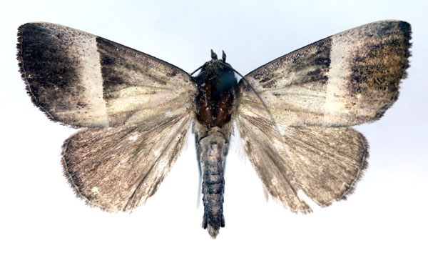 /filer/webapps/moths/media/images/T/trigonica_Neonegeta_A_RMCA.jpg
