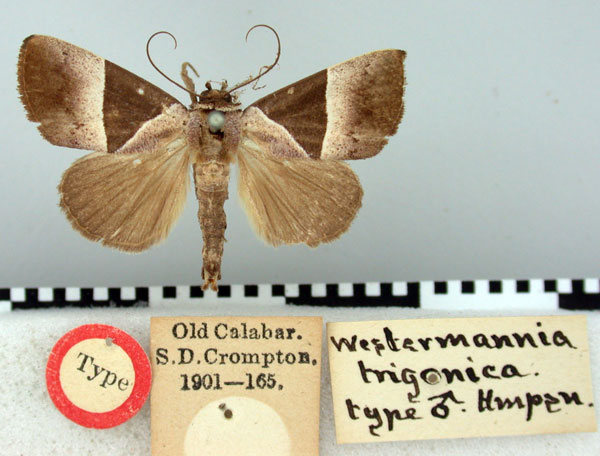 /filer/webapps/moths/media/images/T/trigonica_Westermannia_HT_BMNH.jpg