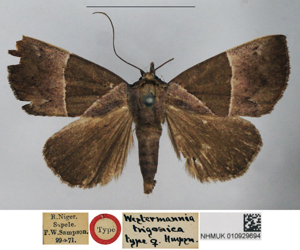 /filer/webapps/moths/media/images/T/trigonica_Westermannia_PTF_NHMUK.jpg