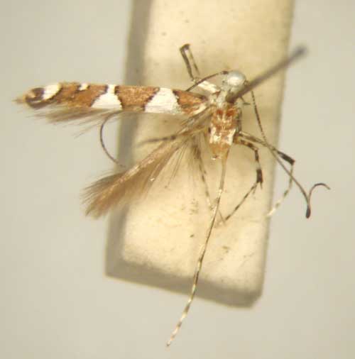 /filer/webapps/moths/media/images/T/trigonidota_Dialectica_HT_TMSA6138.jpg