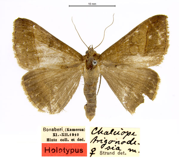 /filer/webapps/moths/media/images/T/trigonodesia_Chalciope_HT_SDEI.jpg