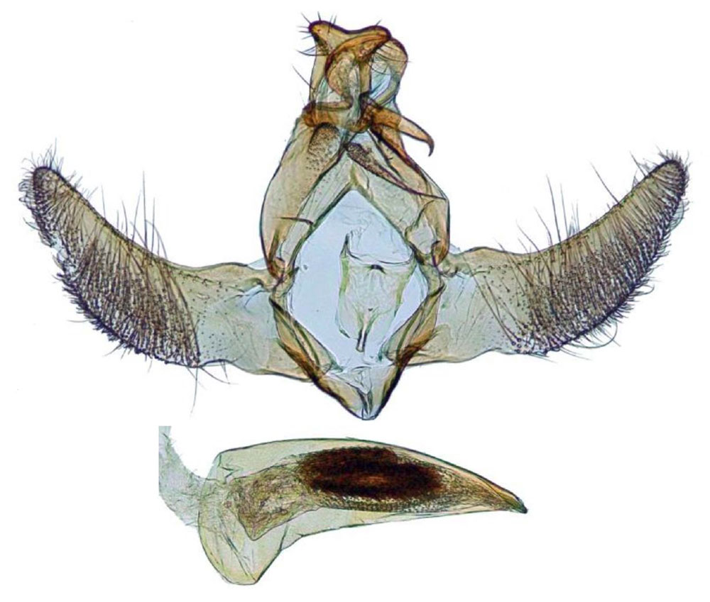 /filer/webapps/moths/media/images/T/trigonoides_Thubdora_GMHT_ZMHB_CIS7009.jpg