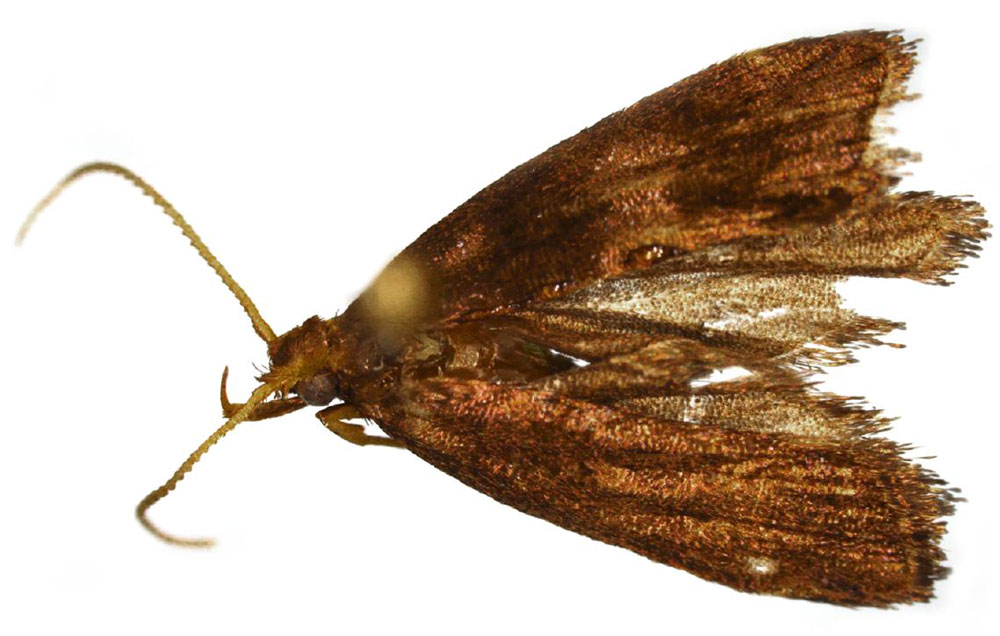 /filer/webapps/moths/media/images/T/trigonoides_Thubdora_HT_ZMHB.jpg