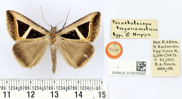 /filer/webapps/moths/media/images/T/trigonometrica_Parachalciope_HT_BMNH.jpg