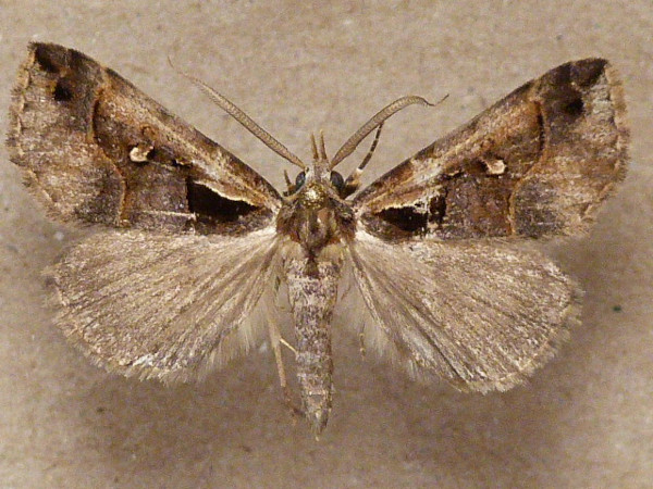 /filer/webapps/moths/media/images/T/trigonospila_Arsina_A_Butler.JPG