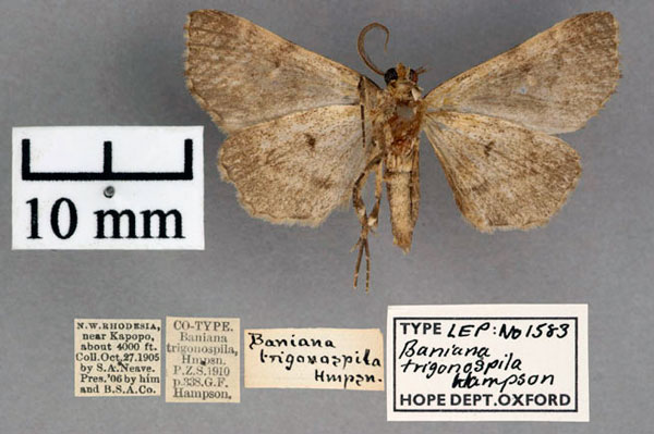 /filer/webapps/moths/media/images/T/trigonospila_Baniana_PT_OUMNH_02.jpg