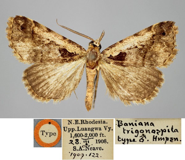 /filer/webapps/moths/media/images/T/trigonospila_Tephrialia_HT_BMNH.jpg