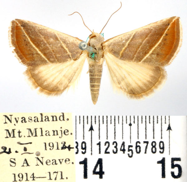 /filer/webapps/moths/media/images/T/trigramma_Eublemma_AM_BMNH_01.jpg