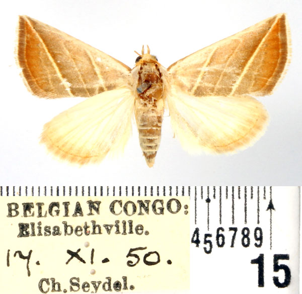 /filer/webapps/moths/media/images/T/trigramma_Eublemma_AM_BMNH_02.jpg