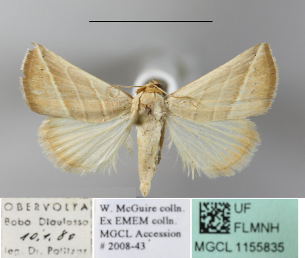 /filer/webapps/moths/media/images/T/trigramma_Eublemma_A_MGCLa_01.JPG