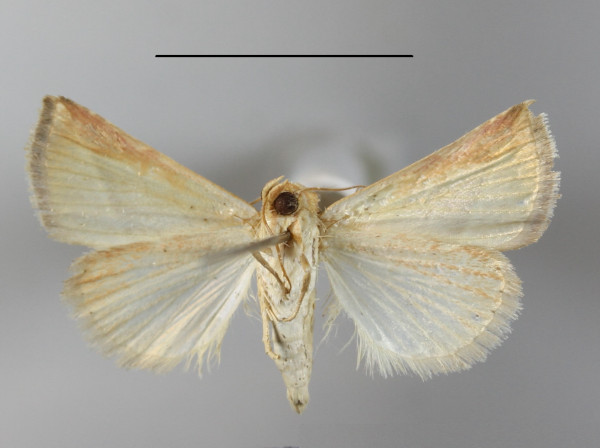 /filer/webapps/moths/media/images/T/trigramma_Eublemma_A_MGCLb_01.JPG