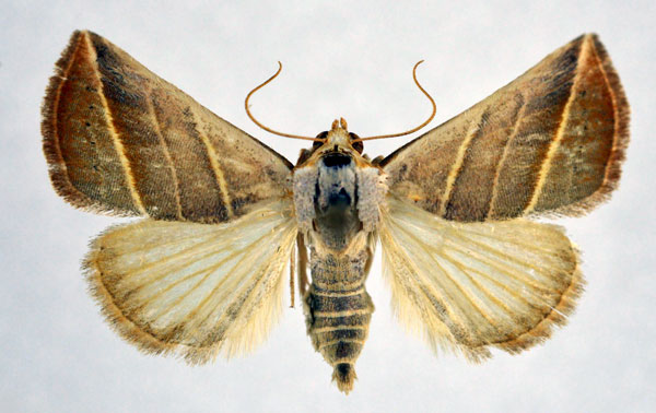 /filer/webapps/moths/media/images/T/trigramma_Eublemma_A_NHMO.jpg