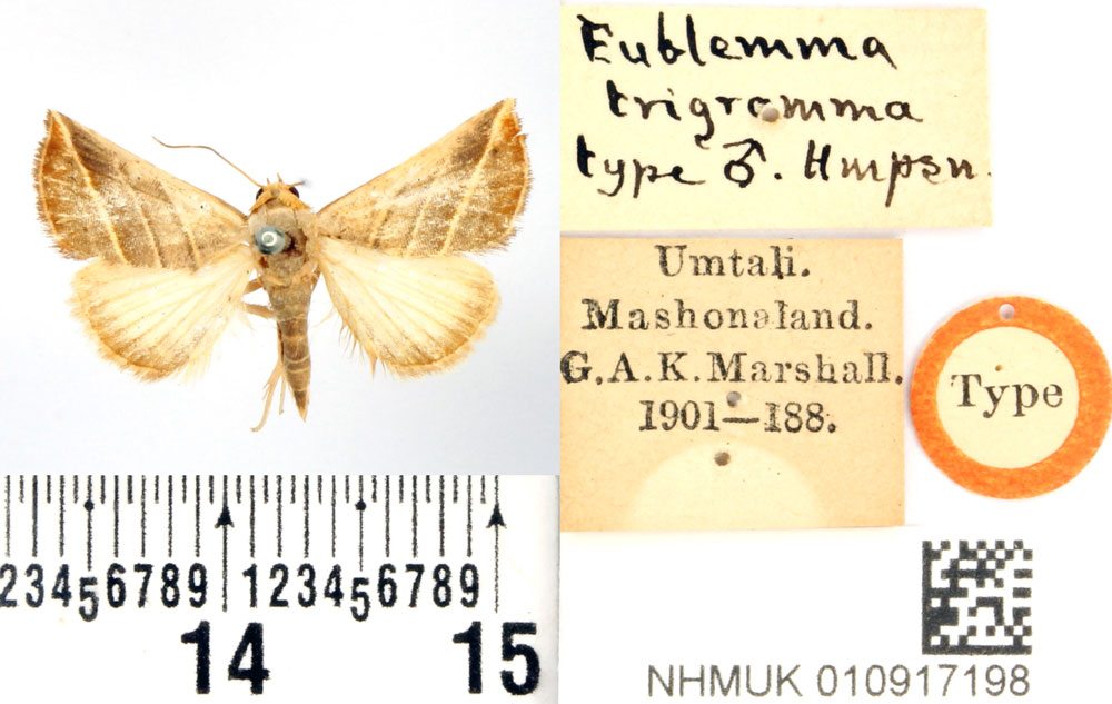 /filer/webapps/moths/media/images/T/trigramma_Eublemma_HT_BMNH.jpg