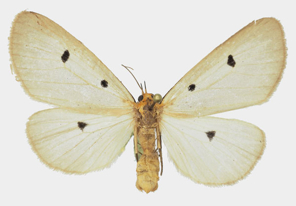 /filer/webapps/moths/media/images/T/trigutta_Soloe_AF_Basquin_02.jpg