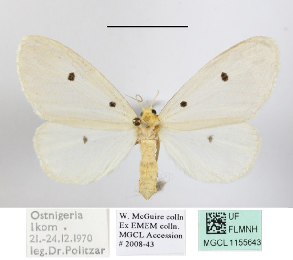 /filer/webapps/moths/media/images/T/trigutta_Soloe_AF_MGCL_04.JPG