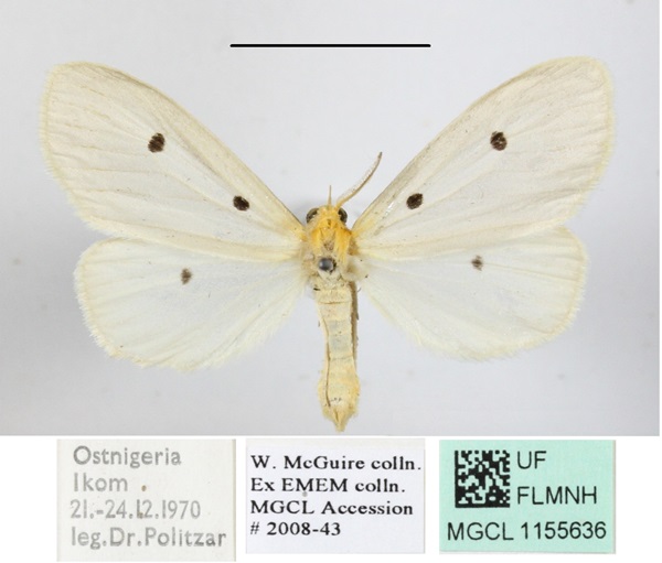 /filer/webapps/moths/media/images/T/trigutta_Soloe_AM_MGCL_03.JPG