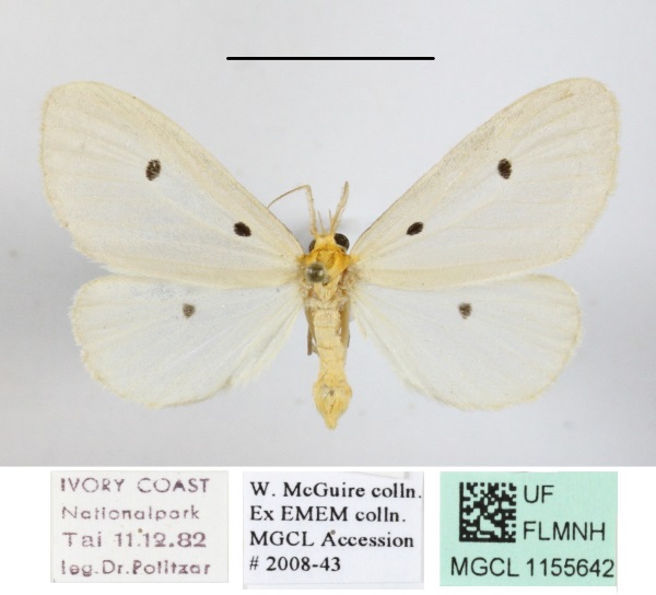 /filer/webapps/moths/media/images/T/trigutta_Soloe_AM_MGCLa_01.JPG