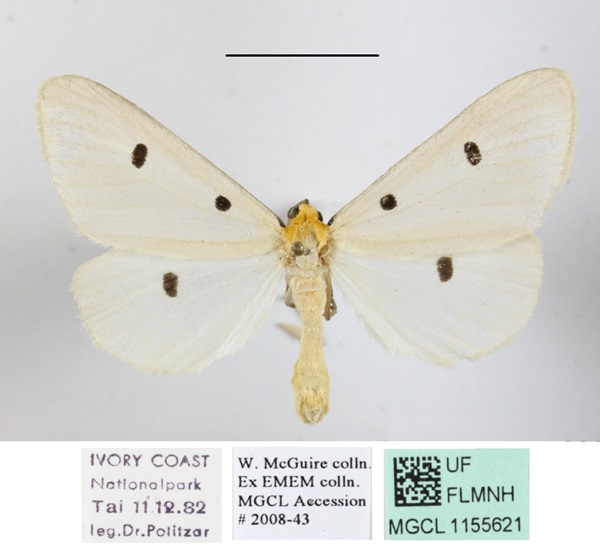 /filer/webapps/moths/media/images/T/trigutta_Soloe_AM_MGCLa_02.JPG