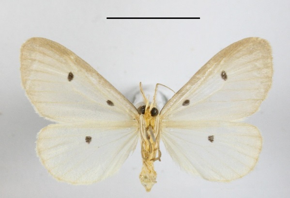 /filer/webapps/moths/media/images/T/trigutta_Soloe_AM_MGCLb_01.JPG