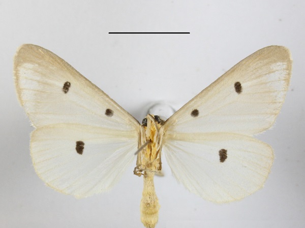 /filer/webapps/moths/media/images/T/trigutta_Soloe_AM_MGCLb_02.JPG