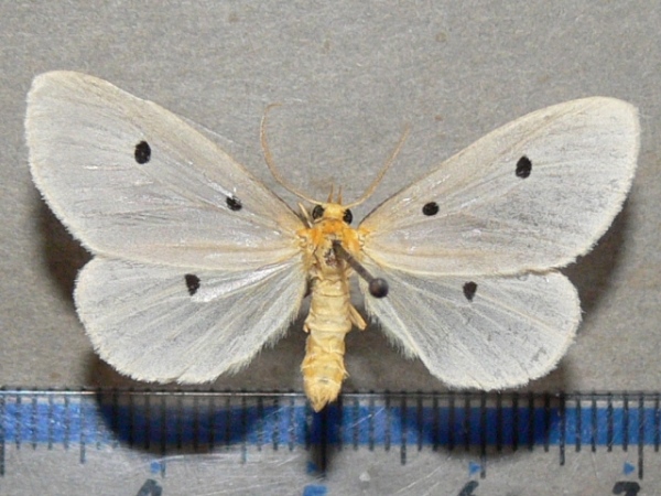 /filer/webapps/moths/media/images/T/trigutta_Soloe_A_Goff_01.JPG