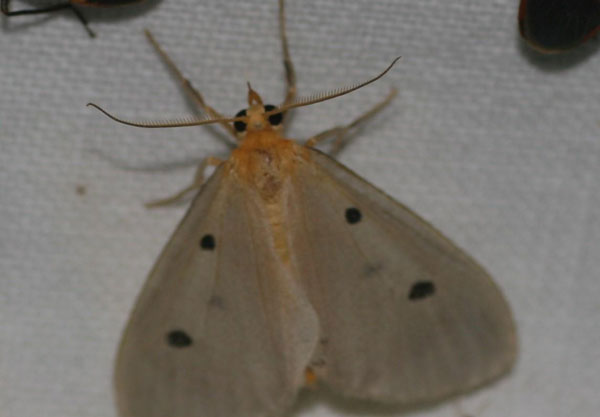 /filer/webapps/moths/media/images/T/trigutta_Soloe_A_Jorpeland.jpg