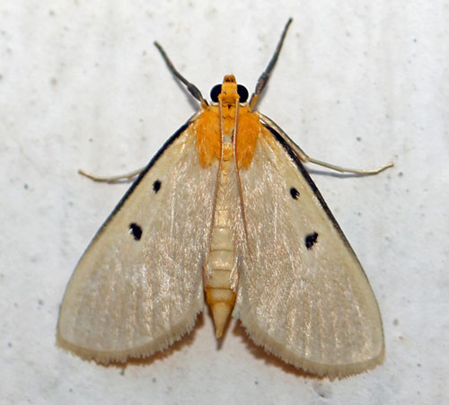 /filer/webapps/moths/media/images/T/trigutta_Soloe_A_Voaden.jpg