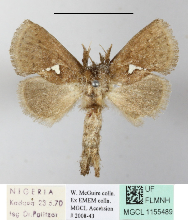 /filer/webapps/moths/media/images/T/triguttata_Metarbela_A_MGCLa_01.JPG