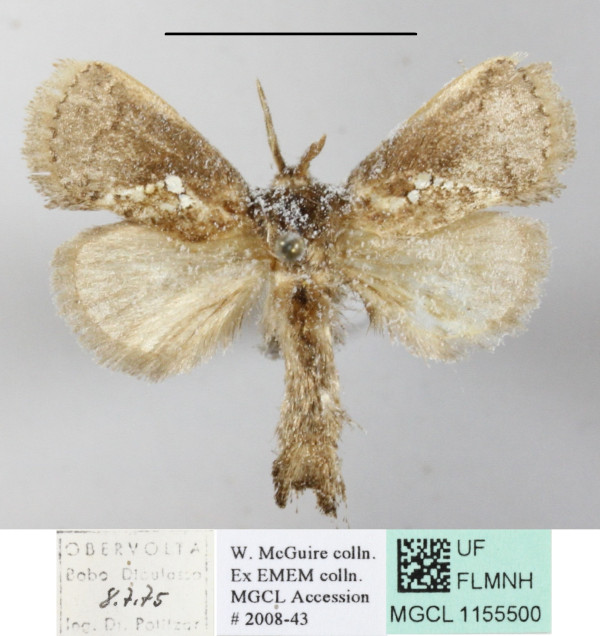 /filer/webapps/moths/media/images/T/triguttata_Metarbela_A_MGCLa_02.JPG