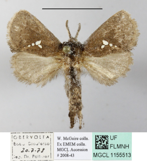 /filer/webapps/moths/media/images/T/triguttata_Metarbela_A_MGCLa_03.JPG