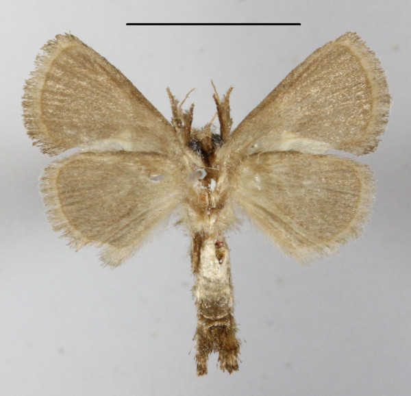 /filer/webapps/moths/media/images/T/triguttata_Metarbela_A_MGCLb_01.JPG