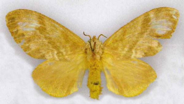 /filer/webapps/moths/media/images/T/trihora_Pachytrina_HT_RMCA.jpg