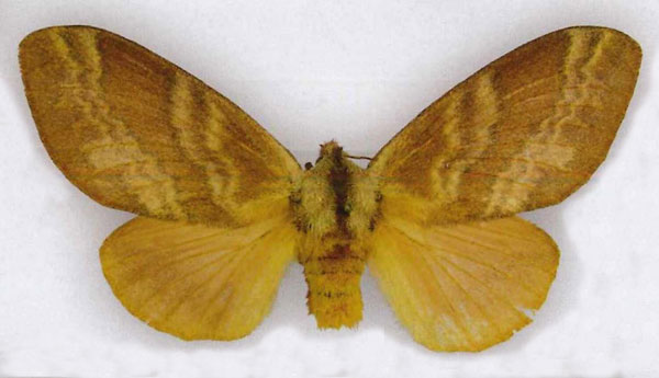 /filer/webapps/moths/media/images/T/trihora_Pachytrina_PTF_RMCA.jpg