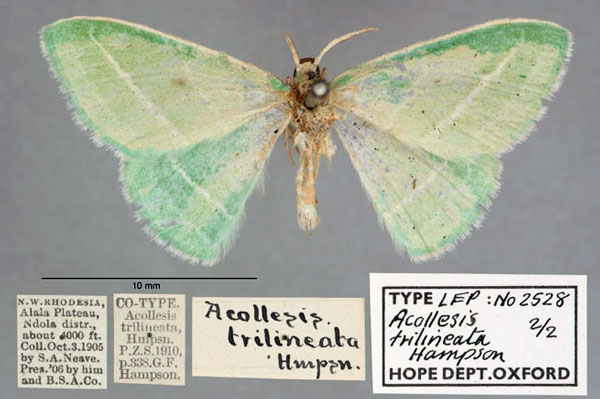 /filer/webapps/moths/media/images/T/trilineata_Acollesis_STM_OUMNH_01.jpg