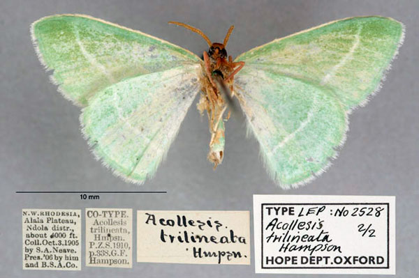 /filer/webapps/moths/media/images/T/trilineata_Acollesis_STM_OUMNH_02.jpg