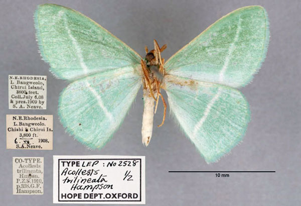/filer/webapps/moths/media/images/T/trilineata_Acollesis_ST_OUMNH_02.jpg