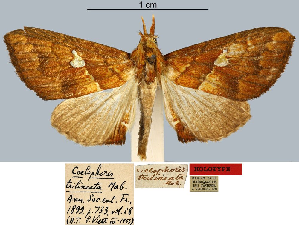 /filer/webapps/moths/media/images/T/trilineata_Coelophoris_HT_MNHN.jpg