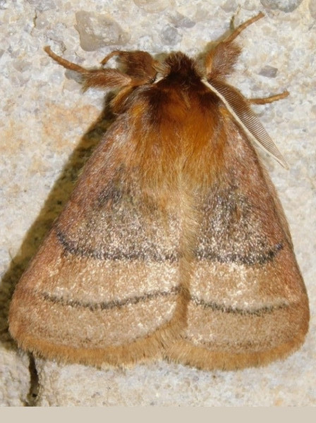 /filer/webapps/moths/media/images/T/trilineata_Cyrtojana_A_Grobler_p63nSCd.jpeg