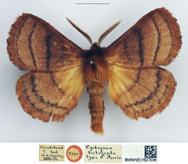 /filer/webapps/moths/media/images/T/trilineata_Cyrtojana_HT_NHMUK.jpg