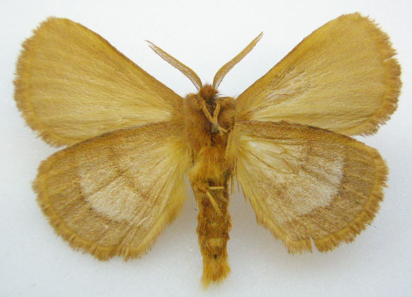 /filer/webapps/moths/media/images/T/trilineata_Cyrtojana_HT_NHMUKb.jpg