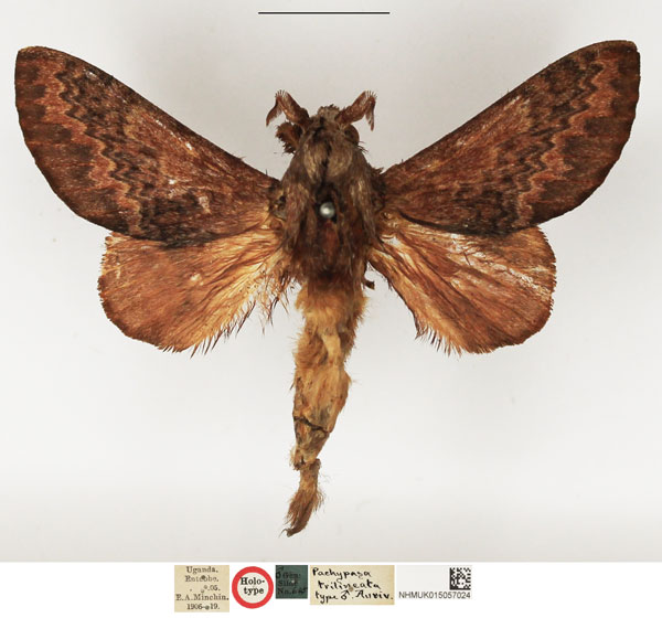 /filer/webapps/moths/media/images/T/trilineata_Pachypasa_HT_NHMUK.jpg